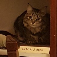 Matthew Apps(@brain_apps) 's Twitter Profile Photo