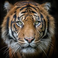 Kuro Obi 🎗 (@kuroobi4) 's Twitter Profile Photo Kuro Obi 🎗 (@kuroobi4) 's Twitter Profile Photo