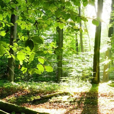 FaisalAlonto's profile picture. 