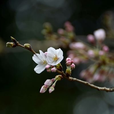 nirmalyaa's profile picture. सबसे ज़रूरी चीज है कि आप अपने जीवन का आनंद लें, खुश रहें, बस यही मायने रखता है।