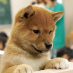 茨城県最大のペット専門学校。
『つくばわんわんランド』との教育提携や附属動物病院での臨床実習、生徒一人に仔犬一頭の【パートナードッグシステム】など『即戦力』を育てる独自の環境とシステム。広大な敷地で、1,000頭を超える実習犬とのびのび学べます。知識・技術・経験を３つの柱とするカリキュラムで夢を叶えます。