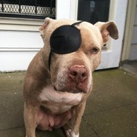 I'm front row at the parody parade (@hellomcdonough) 's Twitter Profile