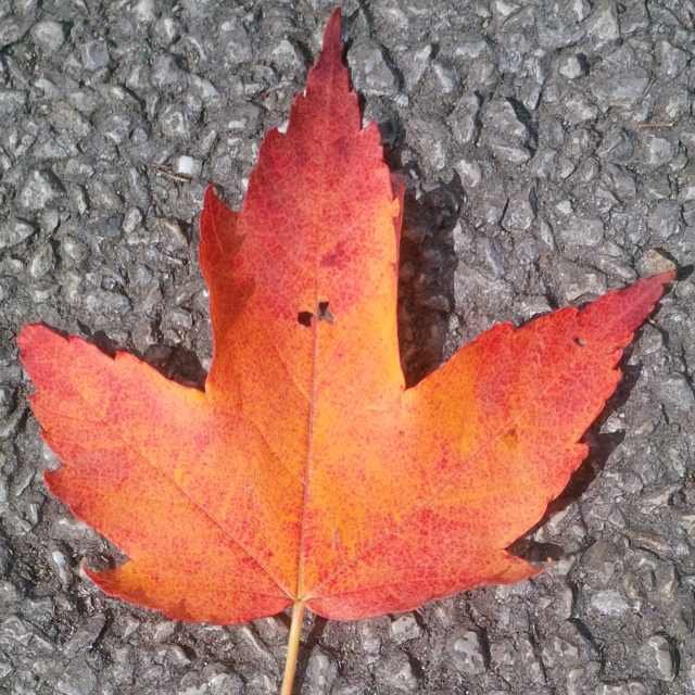 ZudduPDuddu's profile picture. 