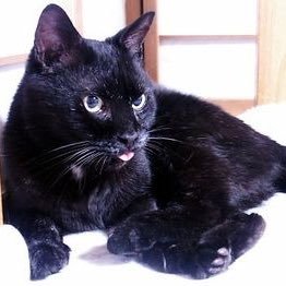 ・20代雄猫 ・都内在住若手医師 【医師が医師しかやらない、やれないこの日本を変えたい】・医療ツーリズム スタートアップ予定 ・美味しいもの&車好き ・ランチorディナー行きましょう!#新規で医療ツーリズムのスタートアップをします!一緒にやって頂ける方募集!!#