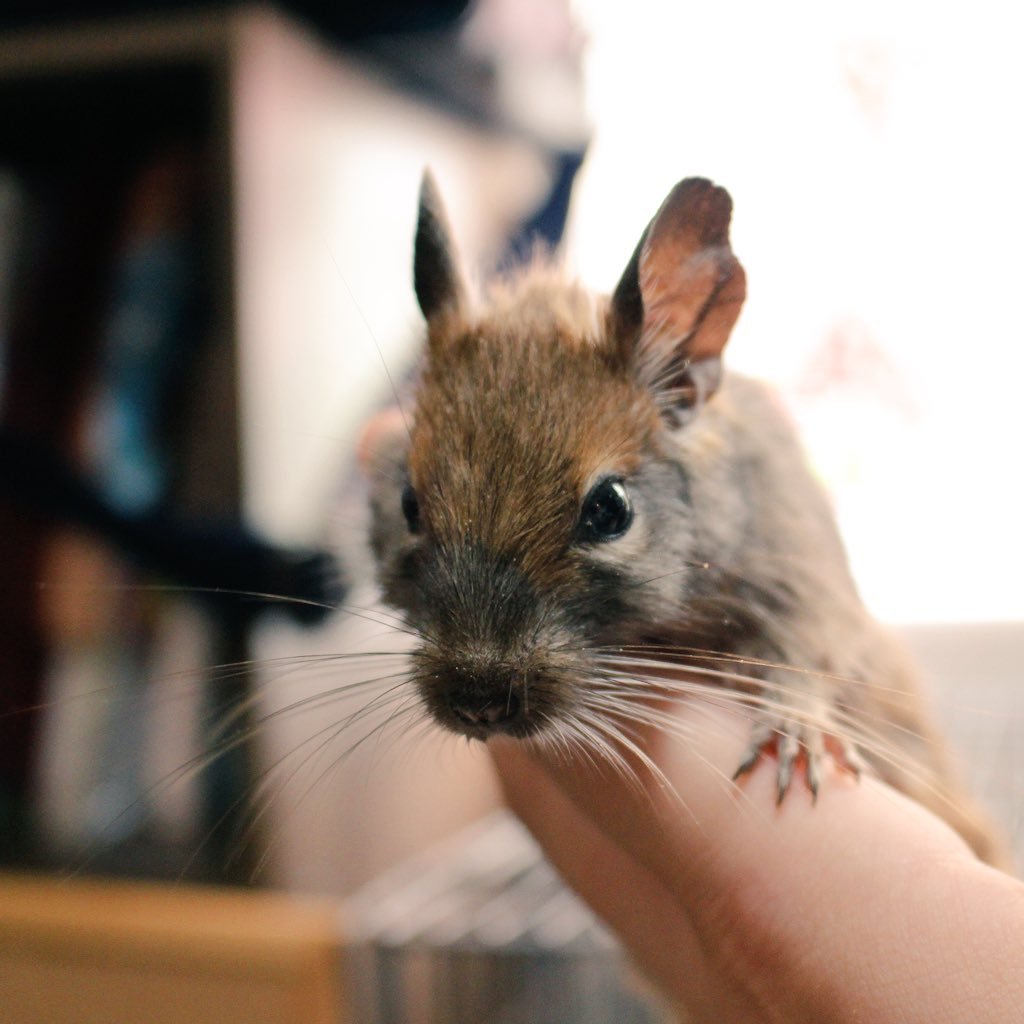 Correlophussn's profile picture. ーーAll animals okay一ー デグー3匹・ダックス4匹 アカミミ1匹・一眼レフ 旅行 思い立ったらすぐ行動🛩！