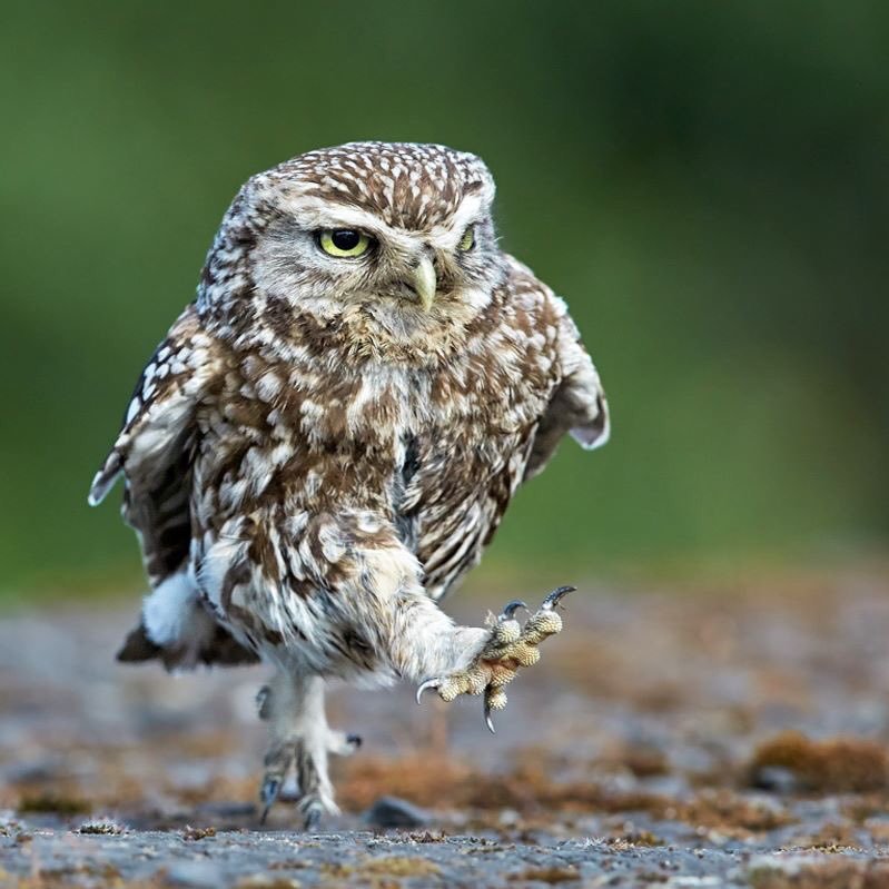 AnselmoGutier1's profile picture. 