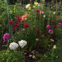 Glasgow Allotments (@allotmentsforum) 's Twitter Profile