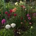 Glasgow Allotments (@allotmentsforum) Twitter profile photo Glasgow Allotments (@allotmentsforum) Twitter profile photo