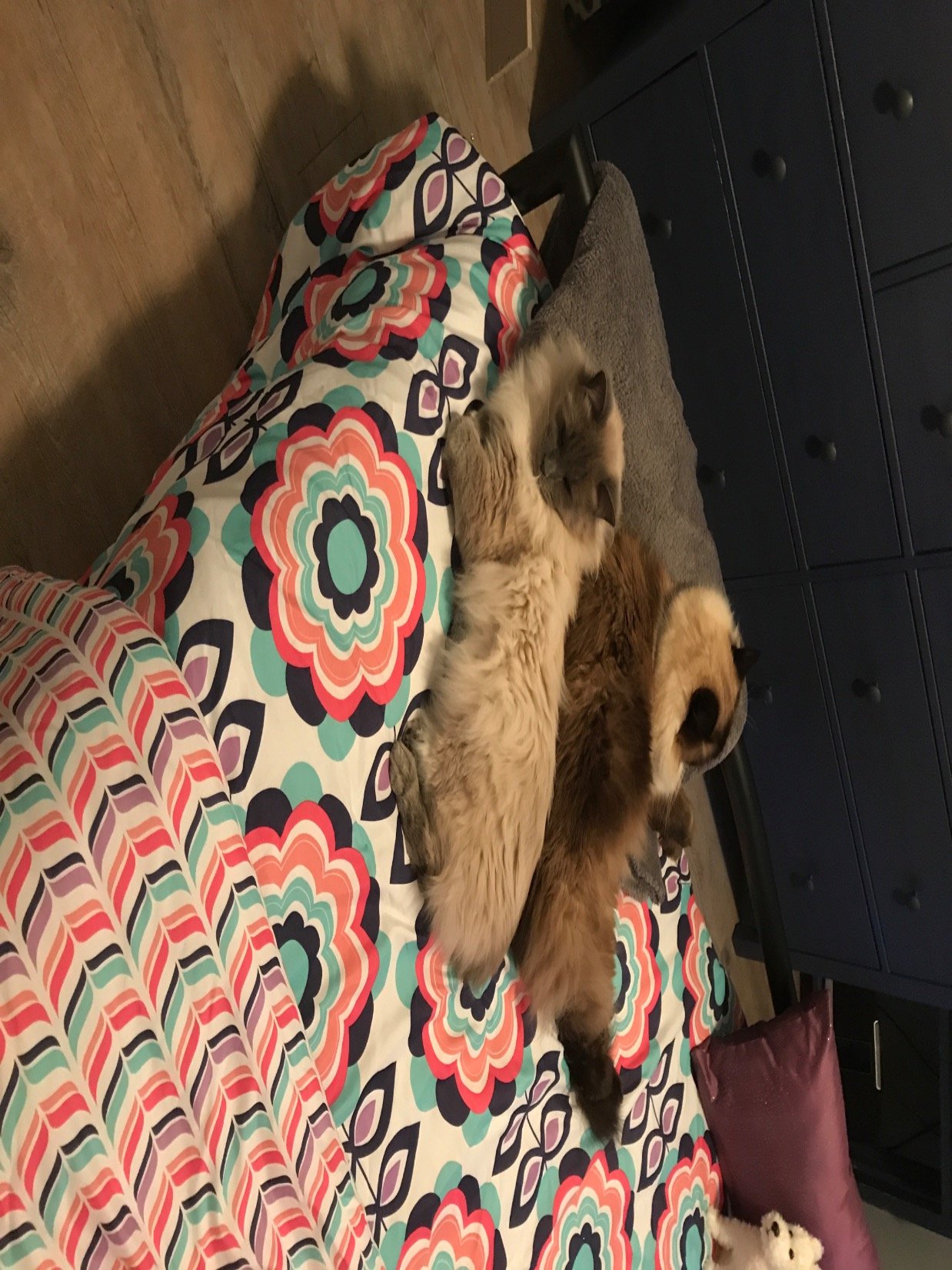 rrbriltz's profile picture. Stay at home Mom