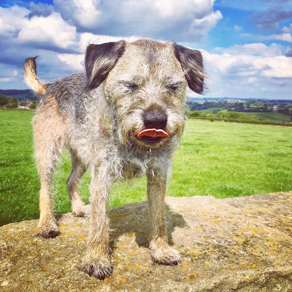 Ernie the Border Terrier. 2008-2022. #btposse