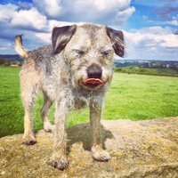 Ernie the Border (@ernietheborder) 's Twitter Profile