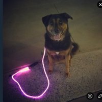Nitey Leash (@niteyleash) 's Twitter Profile