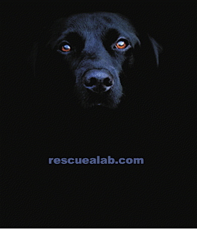 helping homeless labs