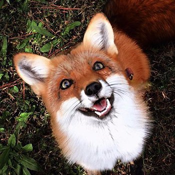 FoxsFoxes Profile Picture