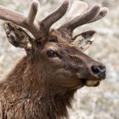Whether you love hunting whitetail or mule deer, with a bow or rifle, check out this collection of deer hunting videos. upload videos FREE