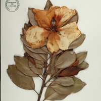 S. Tucker Herbarium (@lsuherbarium) 's Twitter Profile