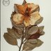 S. Tucker Herbarium (@LSUHerbarium) Twitter profile photo