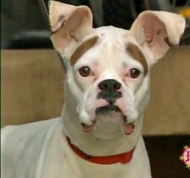 AnthonyPape1's profile picture. Eskimo Spy