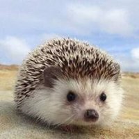 まりん🦉🦔🌿🧸🦥(@marin16_67) 's Twitter Profile Photo