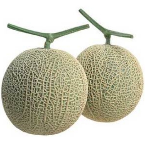 masked_melon's profile picture. たわわに実った果実♪