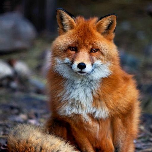 Zalanjiin's profile picture. 🦊29y he/him