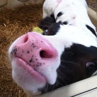 Sarah Bolt (@dairysarahb) 's Twitter Profile Photo Sarah Bolt (@dairysarahb) 's Twitter Profile Photo