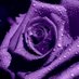 Sue M. (@purplesgem) Twitter profile photo Sue M. (@purplesgem) Twitter profile photo