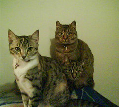 the3meowkiteers's profile picture. Three cats taking over the twitterverse one tweet at the time. 

We are Aubrey, Nanaimo and Jemima. Our slave is a silly human named Kass.