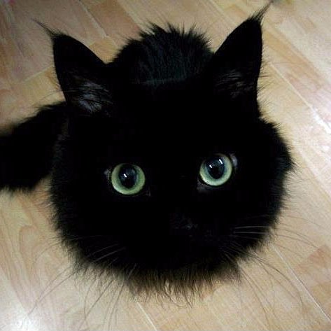 avluis's profile picture. Android Enthusiast and Anime/Manga/Music/Game Lover!!