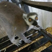 KimR#resistance (@kroach51) 's Twitter Profile