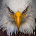 Where Eagles Soar (@EagleSquad01) Twitter profile photo