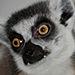 Michael Peters (@hugepeters) profile picture