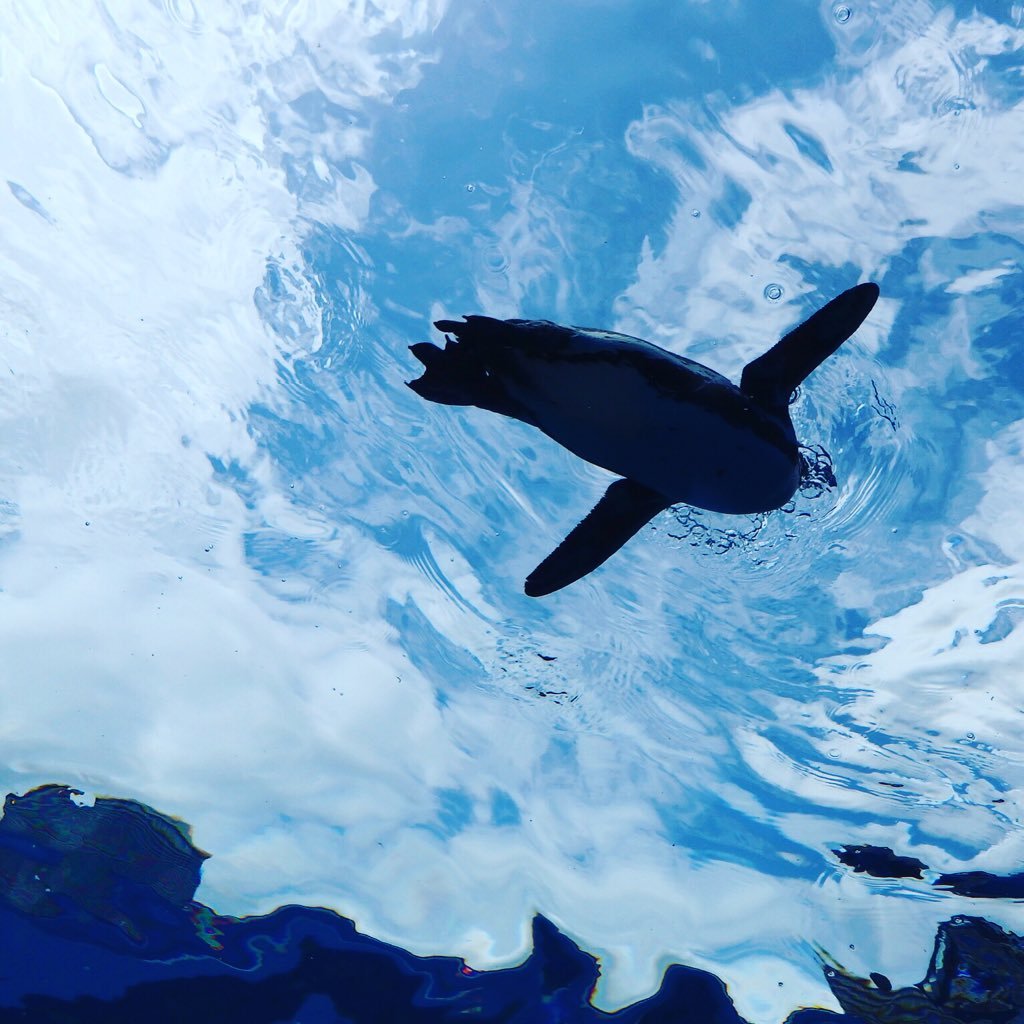 soratann's profile picture. ('ω'乂)しがないペンギンです。そらとぶペンギンです。遠距離恋愛つらお。