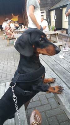 I may be small but I will take you on! Tiny legs = big attitude 🐕