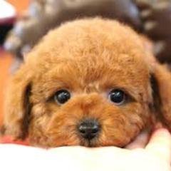 かわいい 犬ちゃん動画 トイプードルの 親子が可愛すぎる かわいい犬 犬動画 犬好きさんと繋がりたい