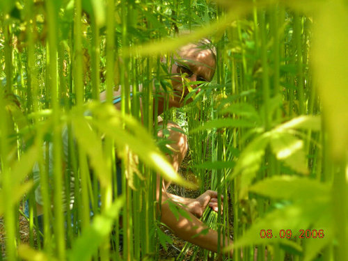 anndrea4hemp's profile picture. Cannabis hopeful