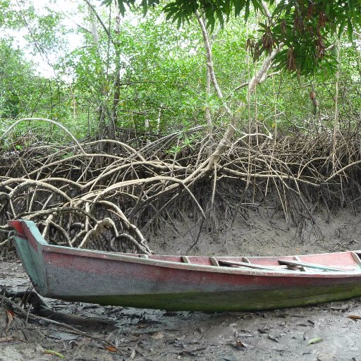 We combine ecology, remote sensing, GIS, livelihoods & scenarios to evaluate socio-ecological resilience & management options in Red River Delta mangroves, VN