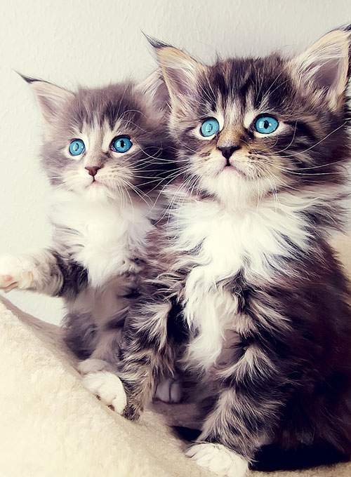 kpqe5's profile picture. 祝✨佐渡金山世界遺産登録✨祝
新潟住みのアラサーです(^_^)v
Twitter初心者で、使いこなせるか自信なし。。と言い続けて早ウン年…未だに使いこなせず↓↓
トレンドブログで話題なことを紹介中!!