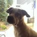 Lucien Rees🗨️ 🐾🚴☕🥑🍺 (@aushound_dog) Twitter profile photo Lucien Rees🗨️ 🐾🚴☕🥑🍺 (@aushound_dog) Twitter profile photo