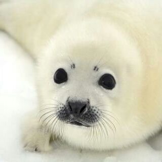 可愛い動物画像 動画bot On Twitter 哺乳瓶から水を飲むカワウソの