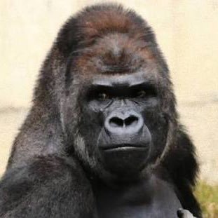 january43211's profile picture. エネゴリ君／草津で癒しを時々求める