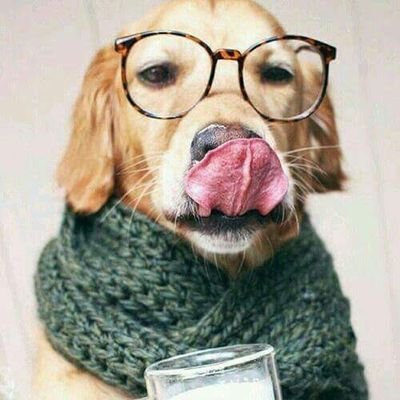 Waf Waf ! Waf Waf Waf Wouf , Waf !🤣😈 Seul les vrais comprendront 😎