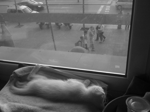 danipm11's profile picture. la flor als llavis- opiniones personales- RT not endorsement