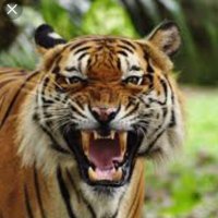 Sue Grosser (@suegrosser) 's Twitter Profile Photo Sue Grosser (@suegrosser) 's Twitter Profile Photo