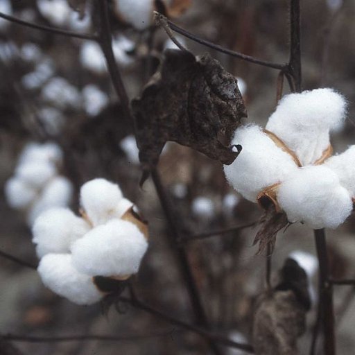 Twitter account for the Lancashire Cotton Famine Poetry Project @UniofExeter @UofEHumanities. Tweets by @srennie12.