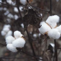 Cotton Famine Poetry(@CottonPoetry) 's Twitter Profileg