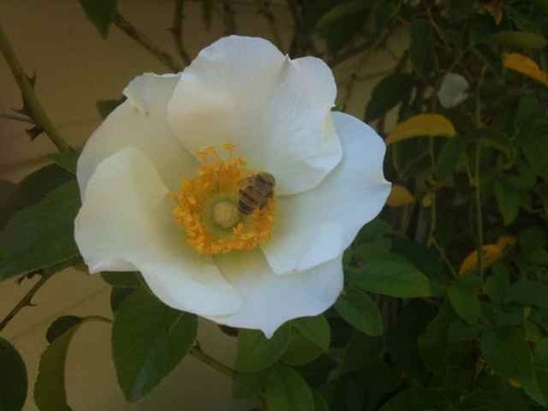 patricialombard's profile picture. 