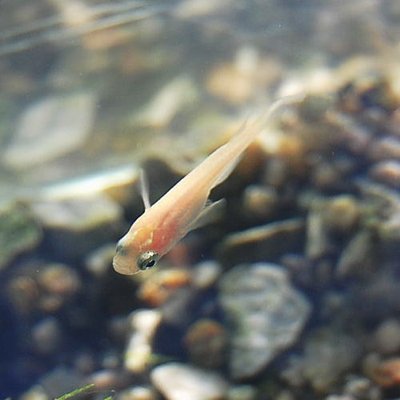 めだかメダカ目高 Aquarium Twitter પર ヒメダカ ヒメダカ 緋目高 は ニホンメダカの突然変異により 黒 の色素がなくなり オレンジ色をしているメダカです 日本初の観賞用カラーメダカとして飼育されたメダカです 外来種とみられちですが クロメダカからごく めだかメダカ目高 Aquarium Twitter પર ヒメダカ ヒメダカ 緋目高 は ニホンメダカの突然変異により 黒 の色素がなくなり オレンジ色をしているメダカです 日本初の観賞用カラーメダカとして飼育されたメダカです 外来種とみられちですが クロメダカからごく