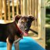 Giovani Sandovahl (@milosdoghouse) Twitter profile photo Giovani Sandovahl (@milosdoghouse) Twitter profile photo