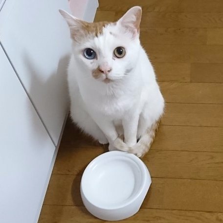 にゃんたんくさんのプロフィール画像